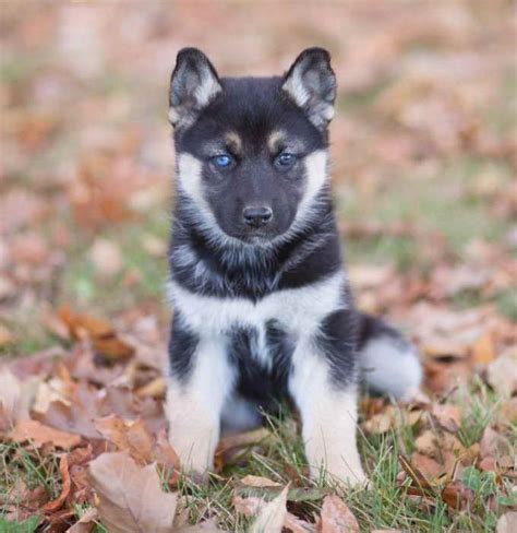 husky german shepard|german shepherd husky mix puppies for sale.